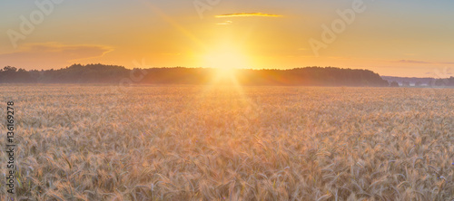 sunset over a field of ripe wheat