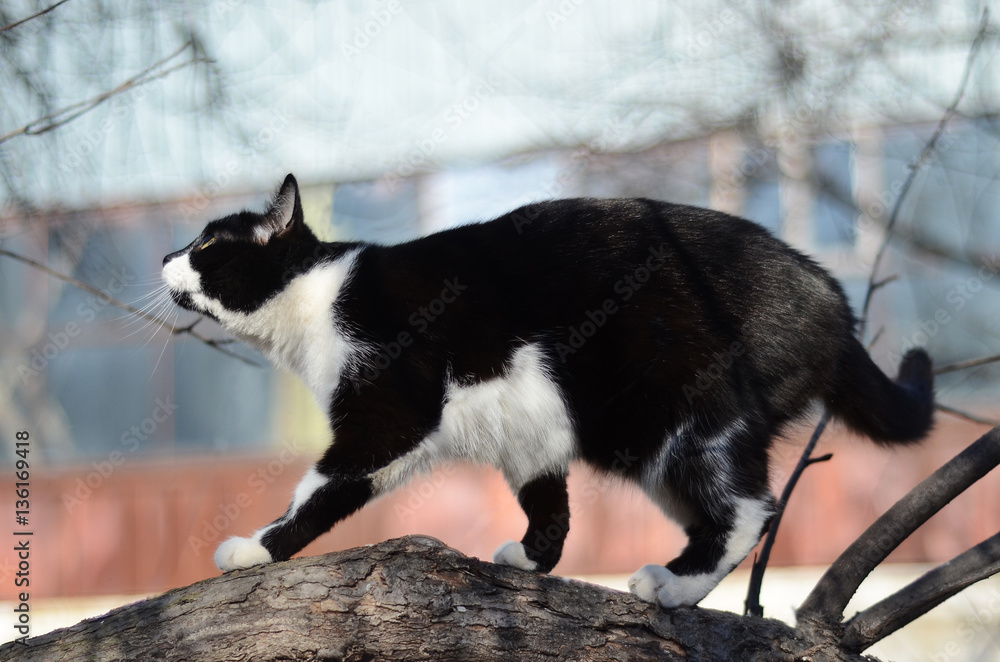 Black and white cat hunting in a tree