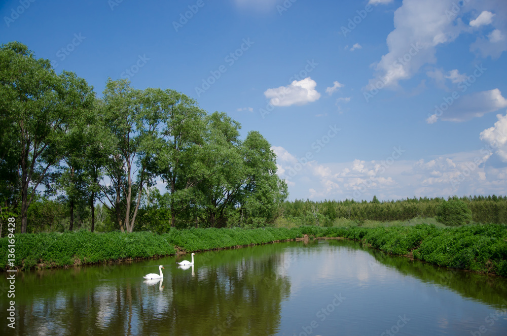 Beautiful landscape with lake and swans