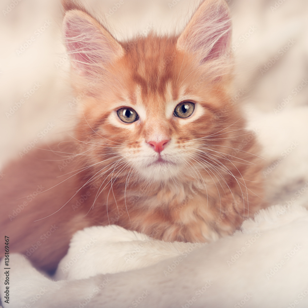 Beautiful red solid maine coon kitten covered in warm blanket an Beautiful red solid maine coon kitten covered in warm blanket an