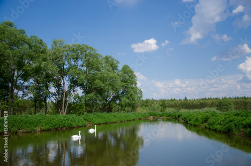 Beautiful landscape with lake and swans