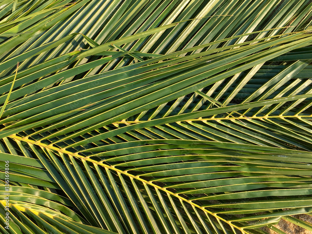 Naklejka premium Abstract background palm trees leaves striped green rattan close up.