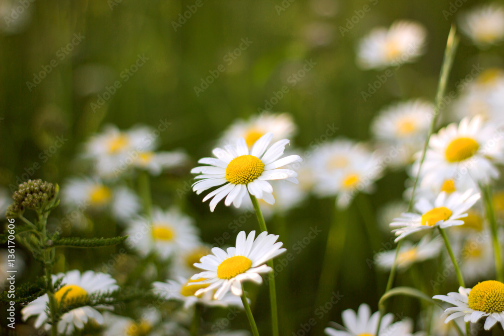 Beautiful nature scene with blooming daisies in the sun. Beautiful nature scene with blooming daisies in the sun.