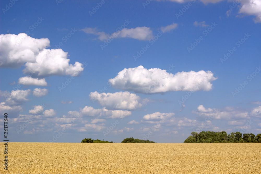 Ripe golden wheat ears in a field on a background of blue sky. Ripe golden wheat ears in a field on a background of blue sky.