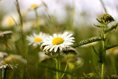 Beautiful nature scene with blooming daisies in the sun. © trek6500