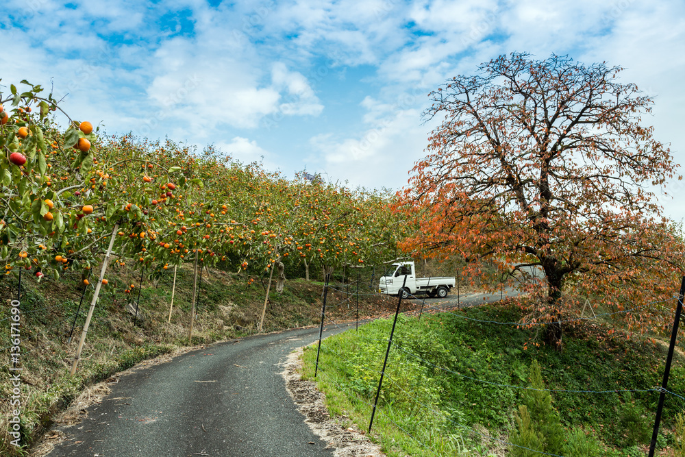 Obraz premium 柿畑