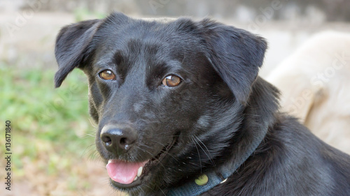 Wallpaper Mural close up of the face of the black dog. Torontodigital.ca