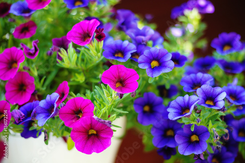 Fototapeta Naklejka Na Ścianę i Meble -  Сolourful petunia flowers
