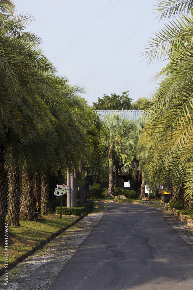Palm trees lane