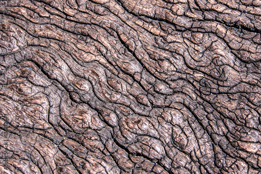 Texture of old stump wood Texture of old stump wood