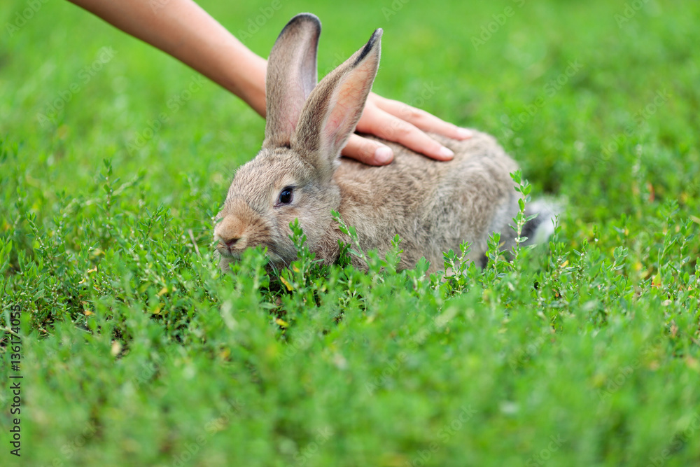 Portrait of little rabbit on green grass background Portrait of little rabbit on green grass background