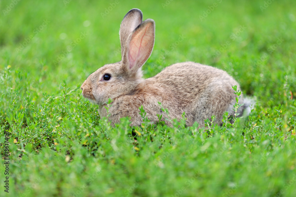 Portrait of little rabbit on green grass background Portrait of little rabbit on green grass background