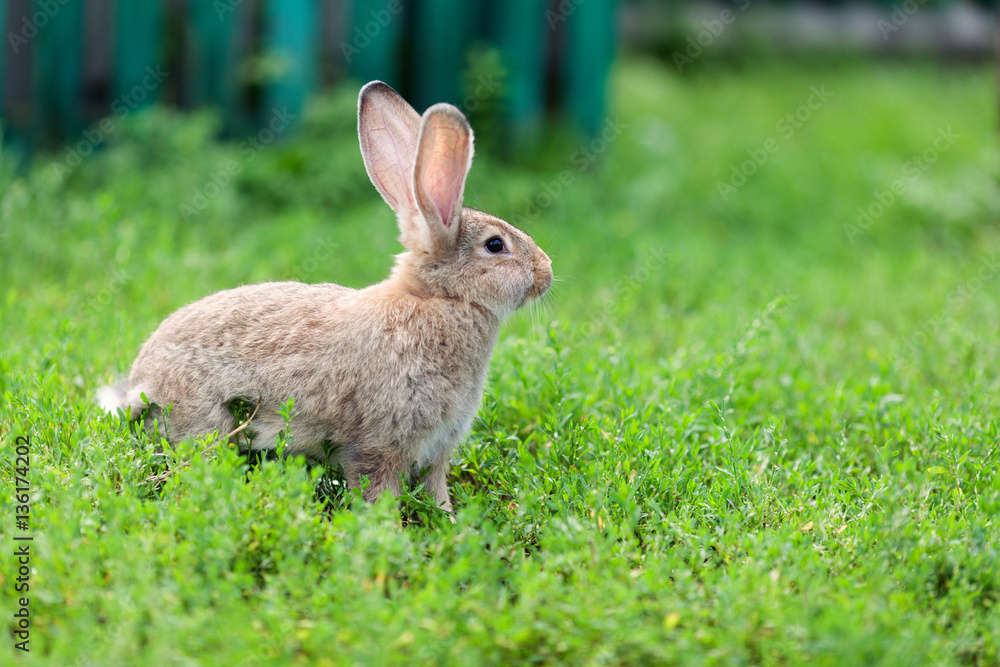 Fototapeta premium Portrait of little rabbit on green grass background