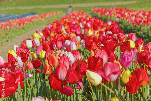 Tulpenfeld mit vielen blühenden Tulpen