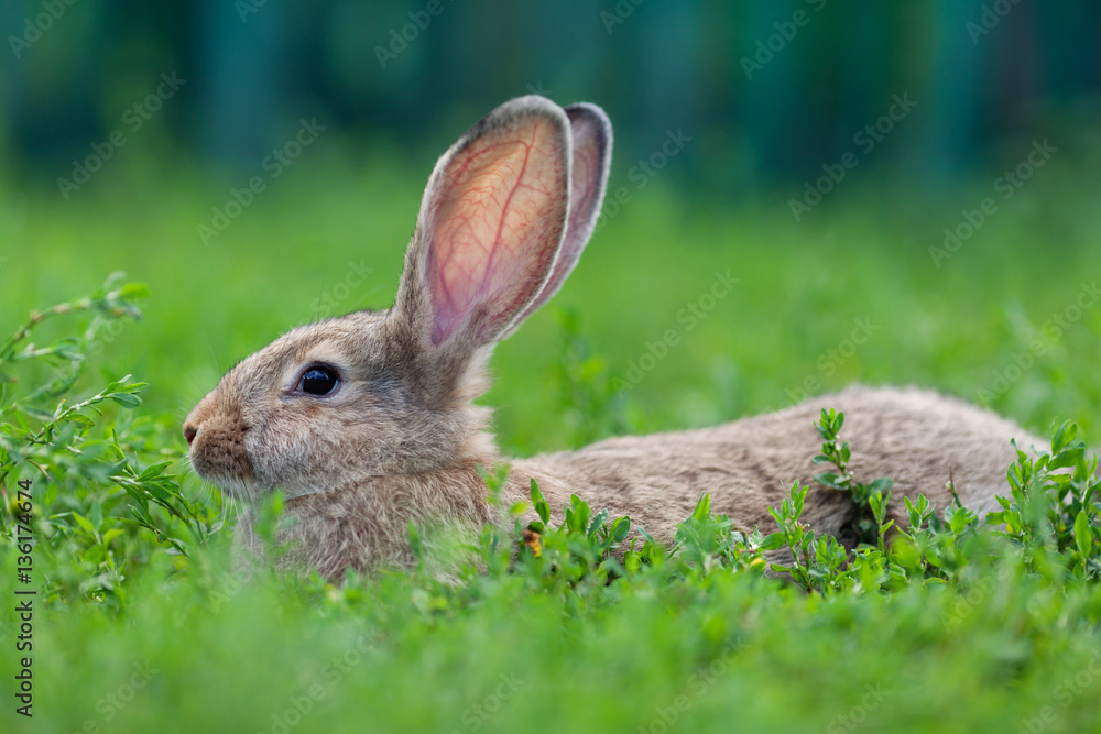 Fototapeta premium Portrait of little rabbit on green grass background
