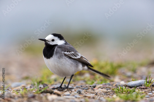 Portrait of white wagtail (Motacilla alba alba)