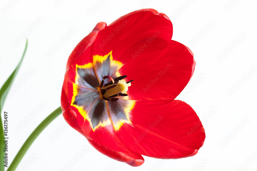 Floral wallpaper. Beautiful red tulip isolated on white Floral wallpaper. Beautiful red tulip isolated on white