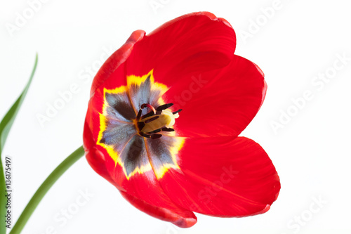 Floral wallpaper. Beautiful red tulip isolated on white