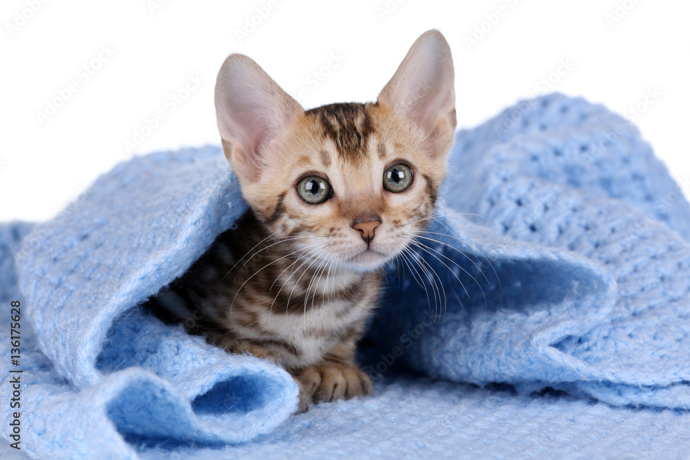 Little tabby kitten under a blue blanket