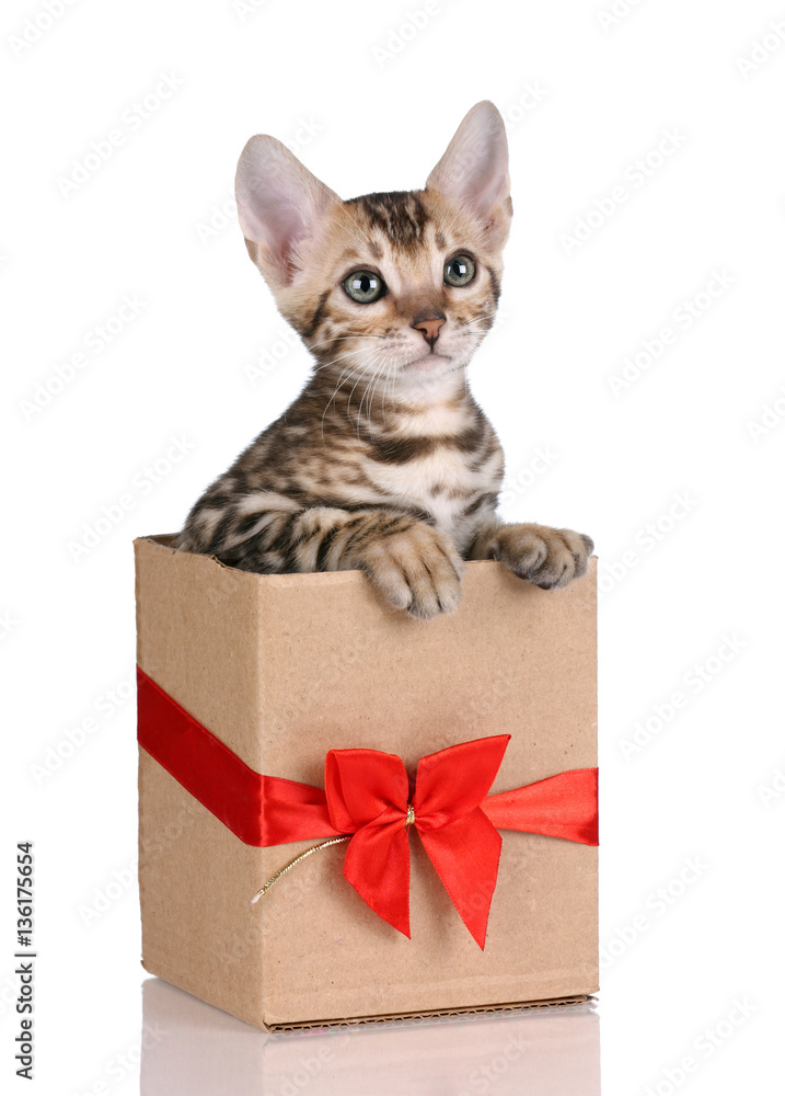 Little kitten in a box with a bow