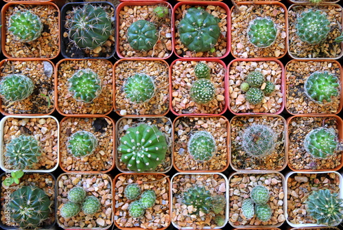 Travel to Bangkok, Thailand. A lot of cactuses in the pots on the market.