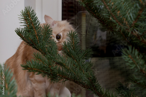 Die Baumprobe von Hemingway