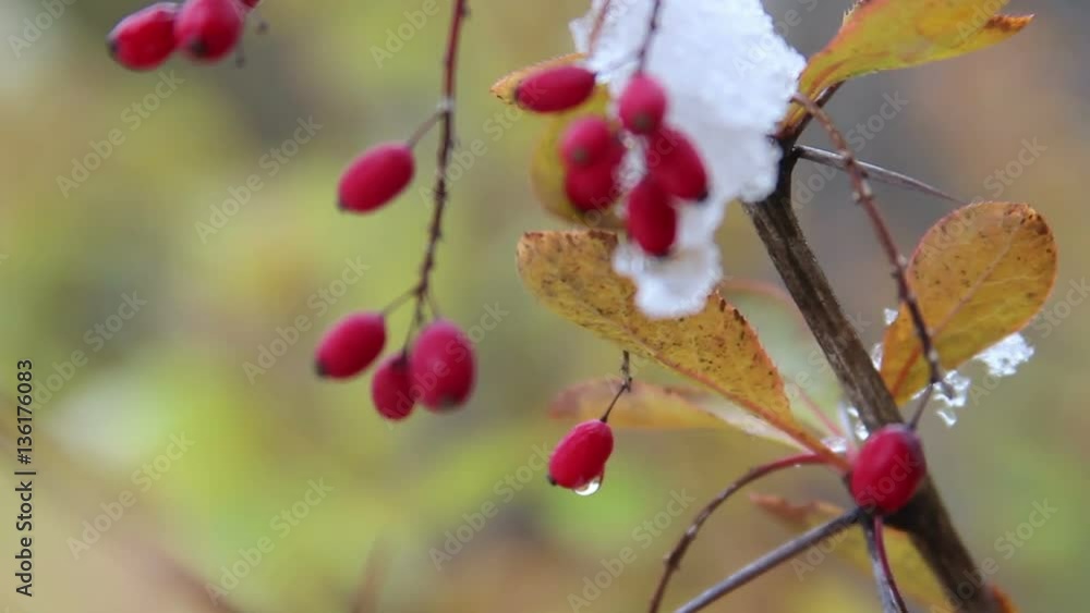 Red barberry branch with snow in the autumn garden Red barberry branch with snow in the autumn garden