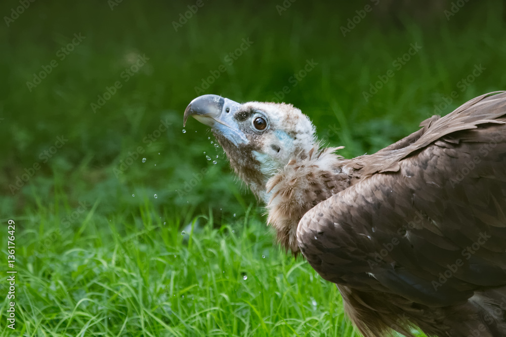 Vautour moine Vautour moine