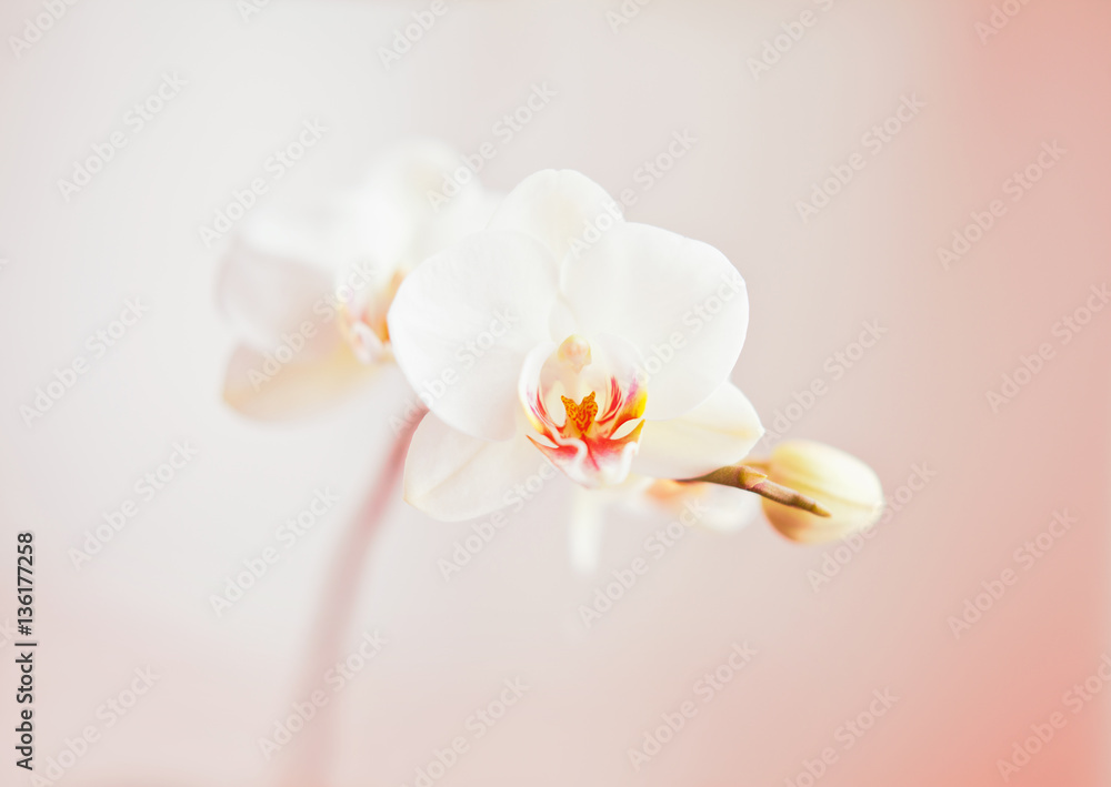white orchid on light pink background. white orchid on light pink background.