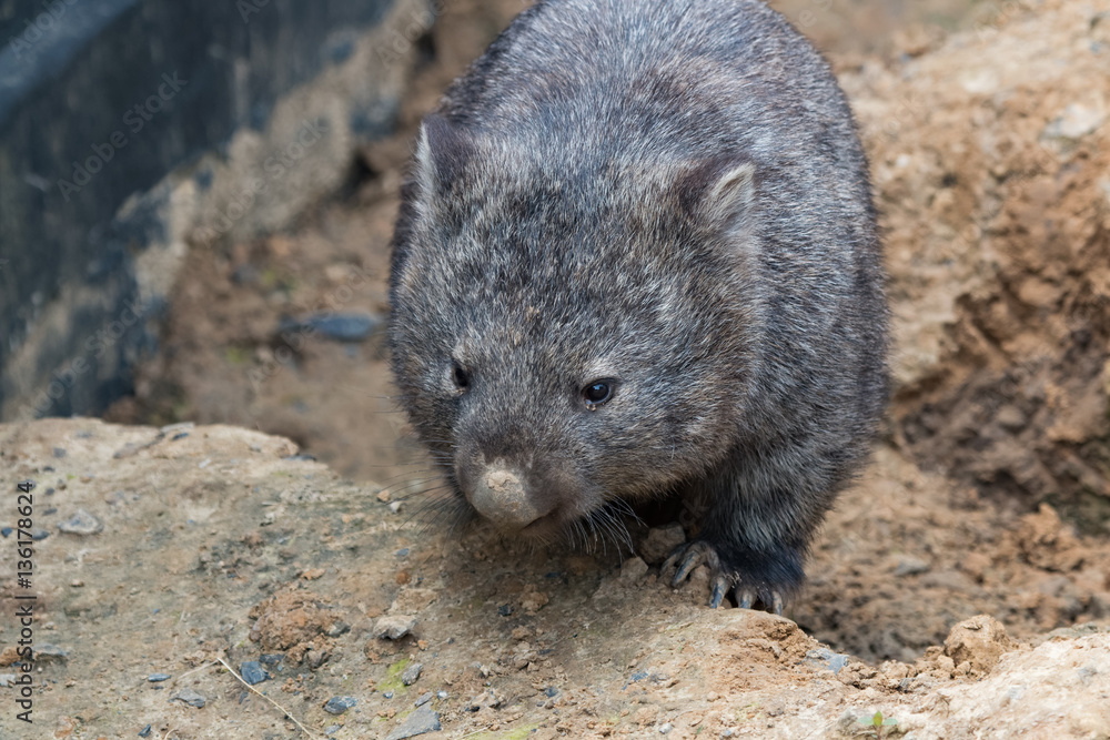 Wombat commun