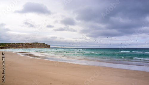 Birds flying over ocean at Pennington Bay in stormy weather. Kangaroo Island  South Australia