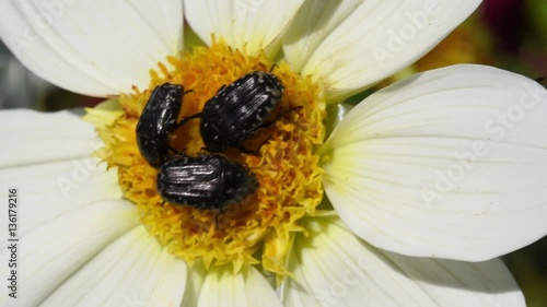 White spotted rose beetle (Oxythyrea funesta) on a Dahlia lower in the garden. Three beetles enjoy a summer day on a dahlia flower. Great example of team work concept.