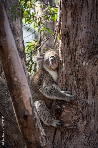 Fototapeta Naklejka Na Ścianę i Meble -  Koala hugging eucalyptus tree.