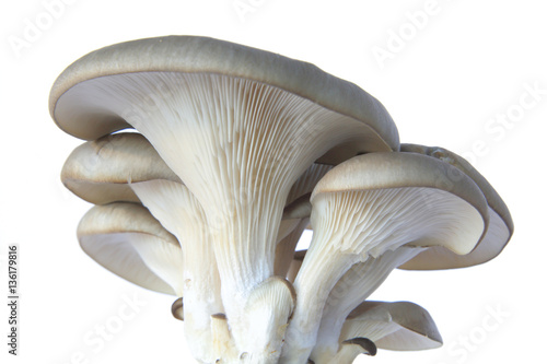 Austernpilz (Pleurotus ostreatus) isoliert vor weißem Hintergrund