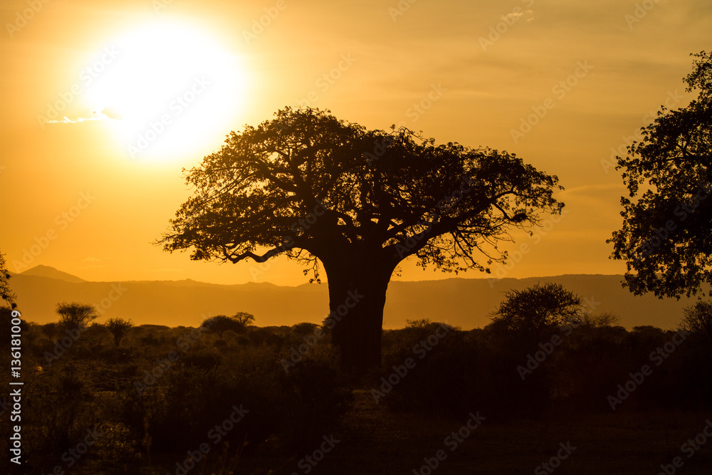 Baobab in sunset
