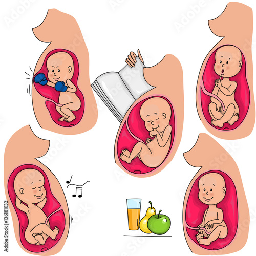 Intrauterine life. The fetus in the mother's womb. Incubation.