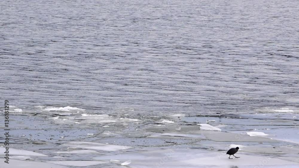 Eurasian coot bird (Fulica atra) walking on frozen river ice on cold winter afternoon Eurasian coot bird (Fulica atra) walking on frozen river ice on cold winter afternoon