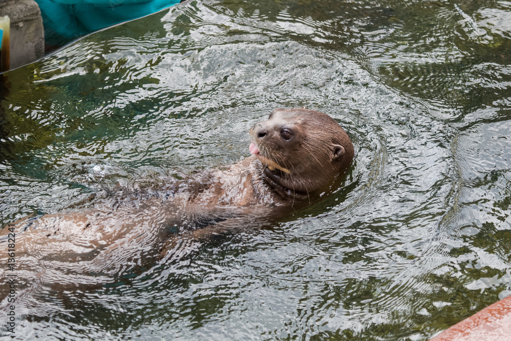 Obraz premium Loutre géante nageant sur le dos