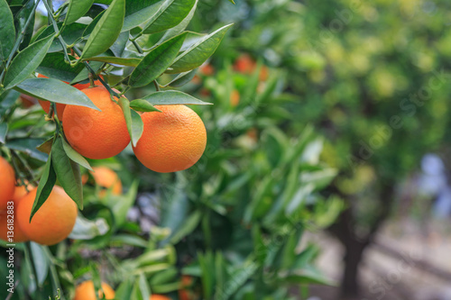 Hanging oranges on branch in the orange garden