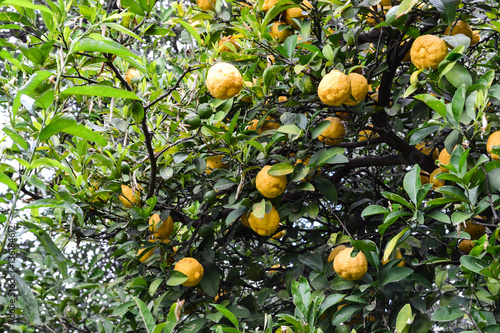 Zitronenbaum im Garten photo