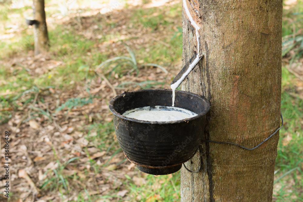 Tapping latex from a rubber tree Tapping latex from a rubber tree