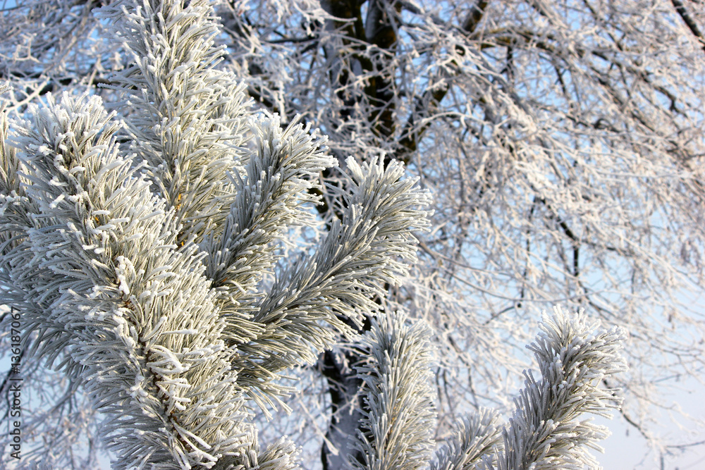Obraz premium Branch covered with snow. Frozen tree branch in winter forest.
