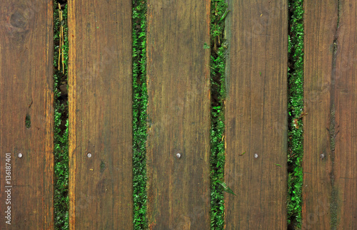 old wood pathway, floor, table or wall on top view with green mo