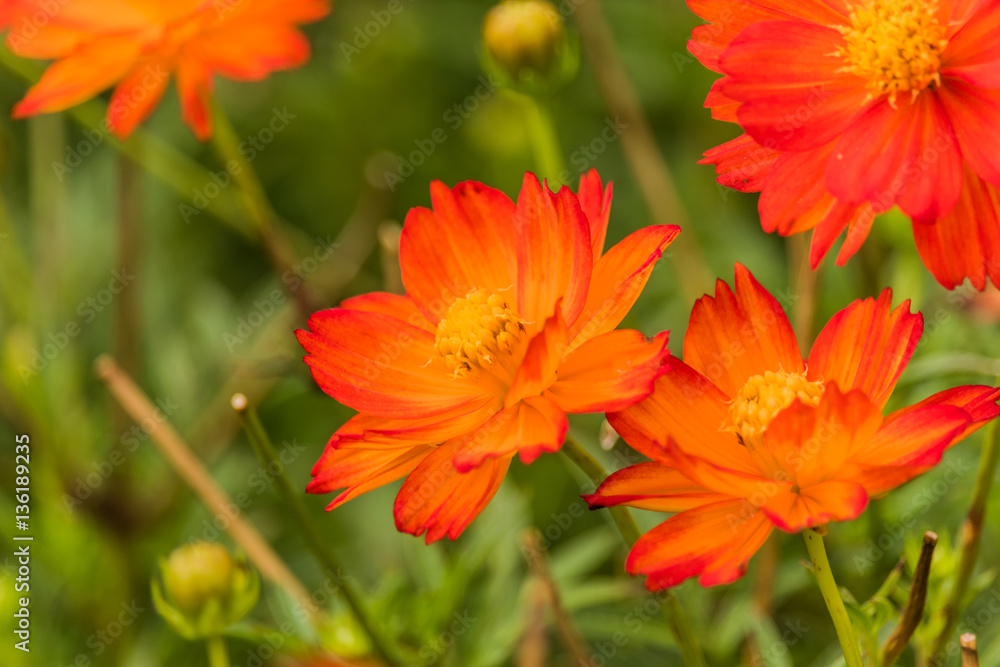 Orange cosmos flower in the field with green background. Orange cosmos flower in the field with green background.