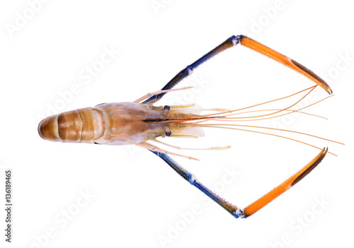 Top of river shrimps, prawns isolated on white background, Top v