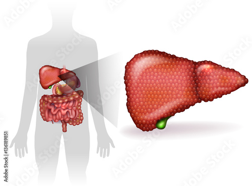 Liver disease anatomy illustration, variety of illnesses can affect the liver- cirrhosis, alcohol abuse, hepatitis. Human silhouette with internal organs at the background