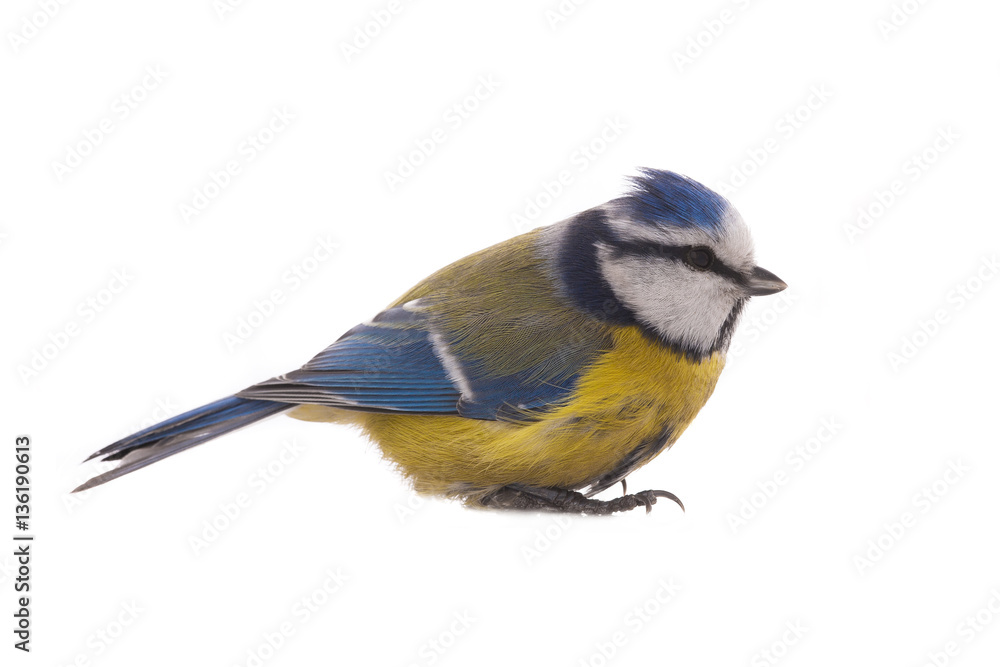 Obraz premium Modraszka zwyczajna