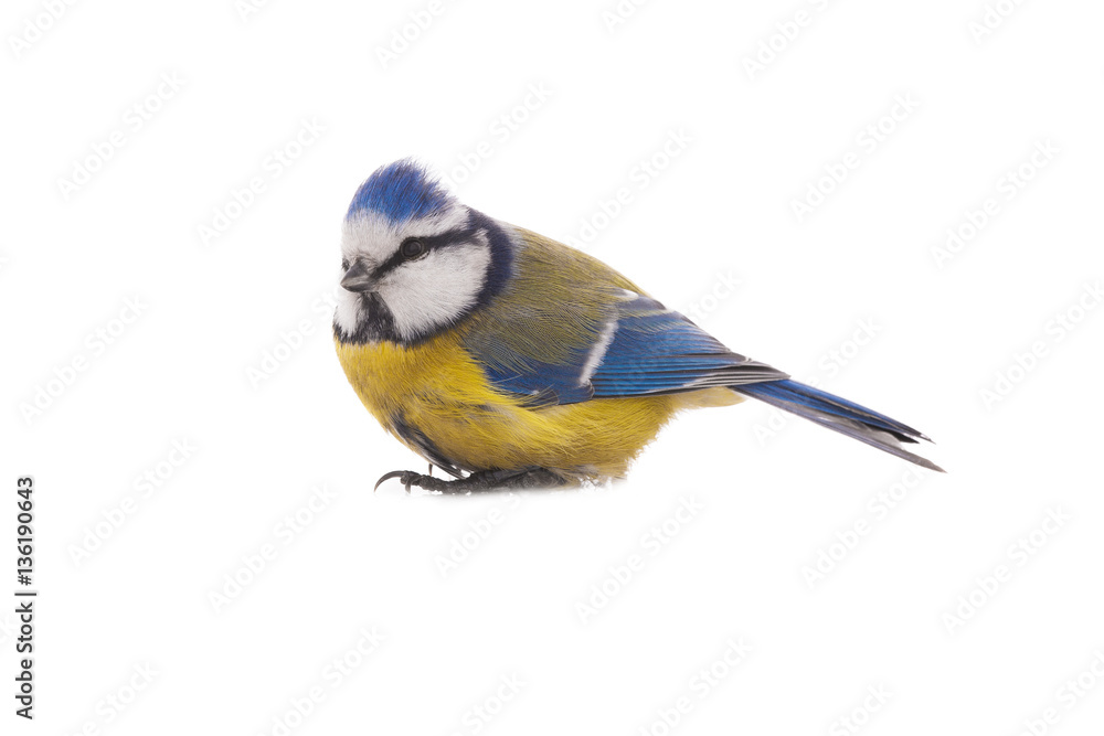 Obraz premium Eurasian Blue Tit