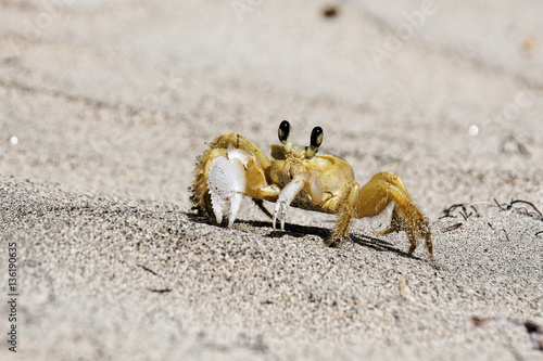 Crabe fantôme photo