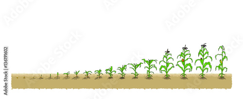 Есо Corn grows from the seed stage plant growing White Background